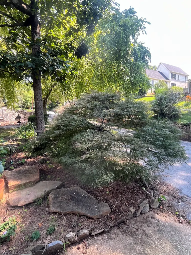 Lace-leaf Japanese maple after fine pruning on a Chattanooga ridge property