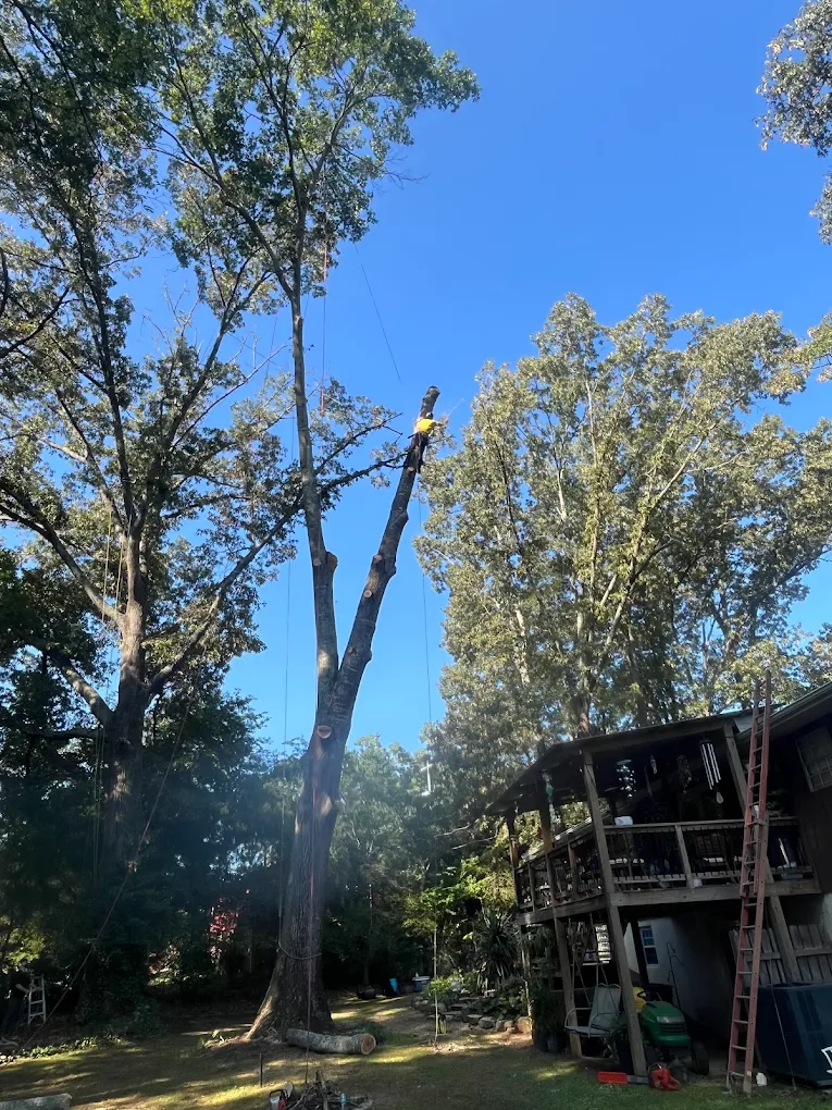 Spar-pole tree removal with rigging over a backyard in Chattanooga, TN