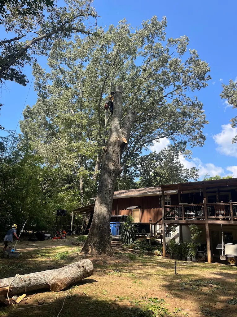 Climbing arborist sectioning a large oak beside a home during tree service in Chattanooga, TN